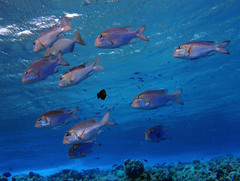 Monotaxis grandoculis