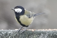 Parus major