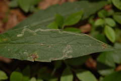 Liriomyza eupatorii