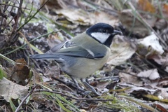 Parus major