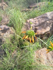Leonotis ocymifolia