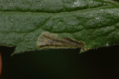 Nemorimyza posticata