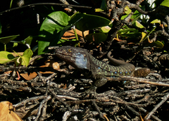 Gallotia galloti