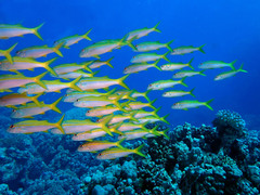 Mulloidichthys vanicolensis