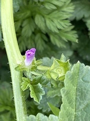 Malva nicaeensis