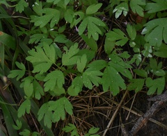 Adoxa moschatellina