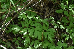 Adoxa moschatellina