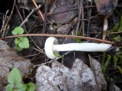 Cuphophyllus virgineus