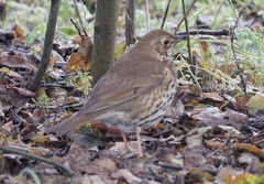 Turdus philomelos