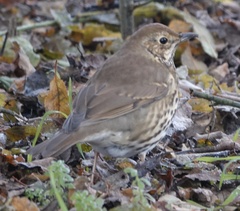 Turdus philomelos