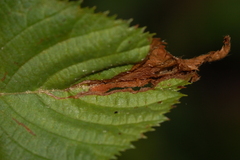 Orchestes mixtus