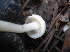 Cuphophyllus virgineus