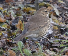 Turdus philomelos