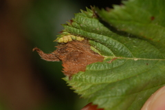 Orchestes mixtus