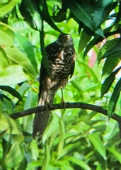 Accipiter cirrocephalus