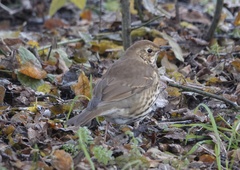 Turdus philomelos