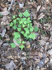 Erythrina herbacea