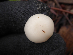 Cuphophyllus virgineus