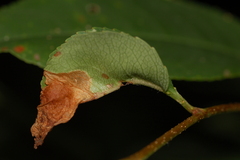 Orchestes pallicornis