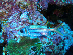 Neoniphon sammara