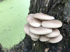 Pleurotus ostreatus