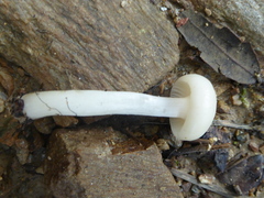 Cuphophyllus virgineus