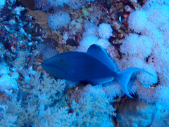 Odonus niger
