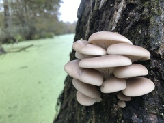 Pleurotus ostreatus
