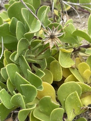 Dimorphotheca fruticosa