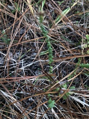 Symphyotrichum walteri