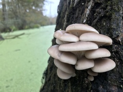 Pleurotus ostreatus