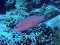 Oxycheilinus digramma