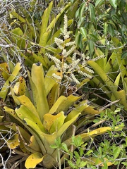 Wittmackia patentissima