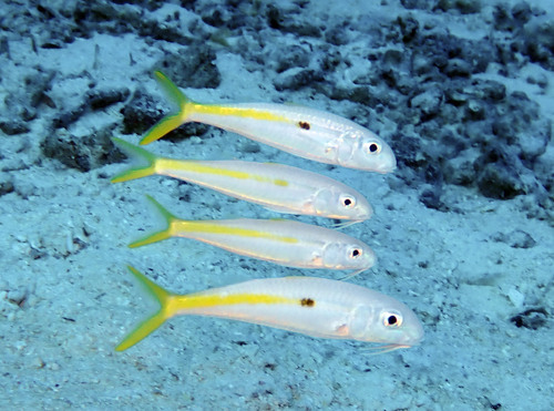 Yellowstripe Goatfish — seen at this dive site