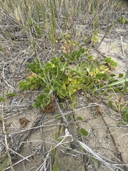 Dimorphotheca fruticosa