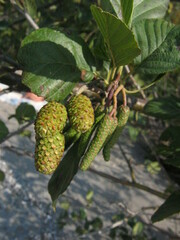 Alnus incana