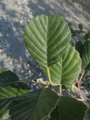 Alnus incana