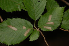 Coleophora ostryae