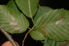 Coleophora ostryae