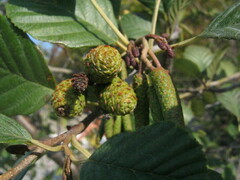 Alnus incana