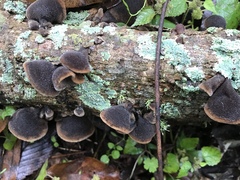 Auricularia nigricans