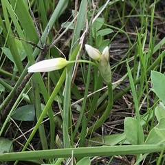 Nothoscordum bivalve