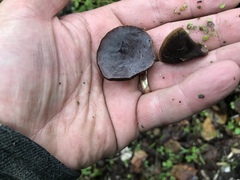Auricularia nigricans