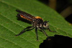 Laphria sericea