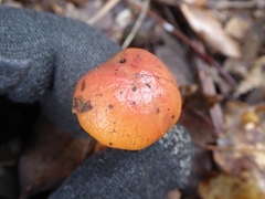 Chroogomphus rutilus