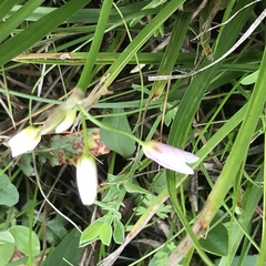Nothoscordum bivalve