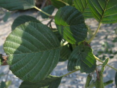 Alnus incana