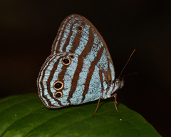 Cepheuptychia cephus