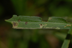 Liriomyza eupatorii