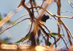 Myiagra cyanoleuca
